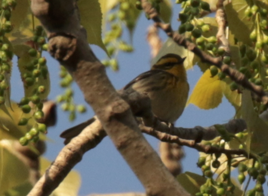 Townsend's Warbler - ML157662551