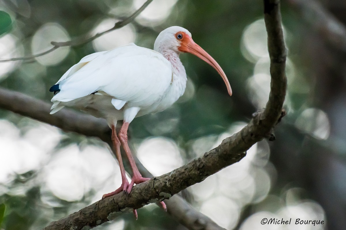 Ibis Blanco - ML157664151