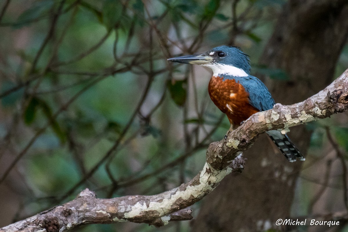 Ringed Kingfisher - ML157664201