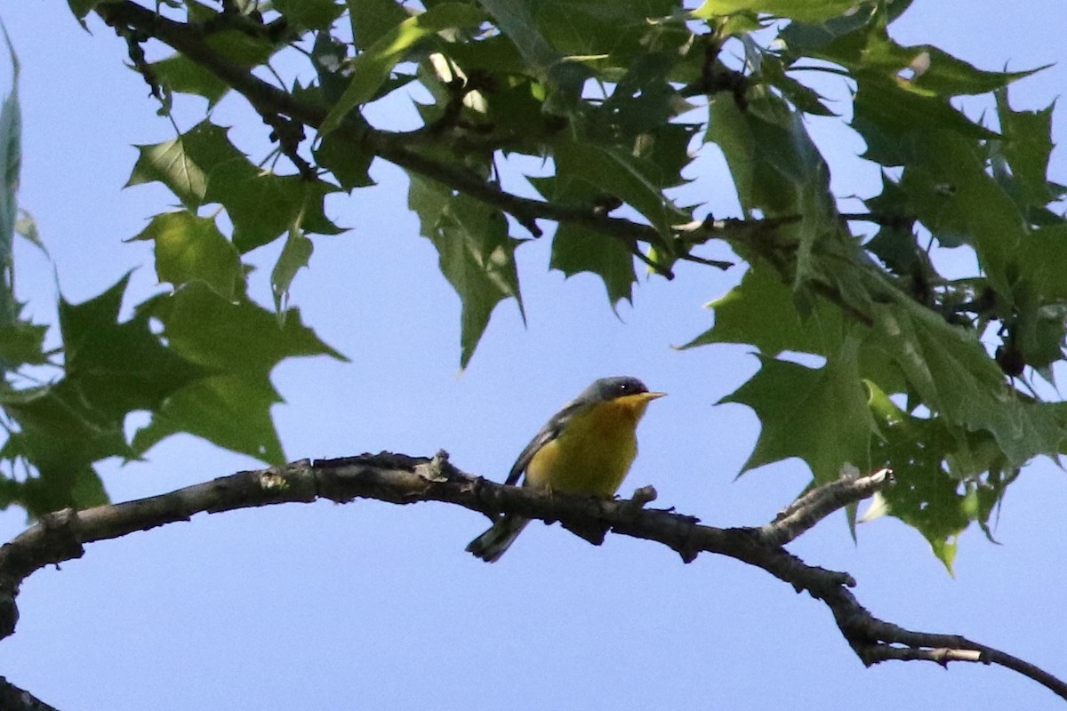 Parula Pitiayumí - ML157664211