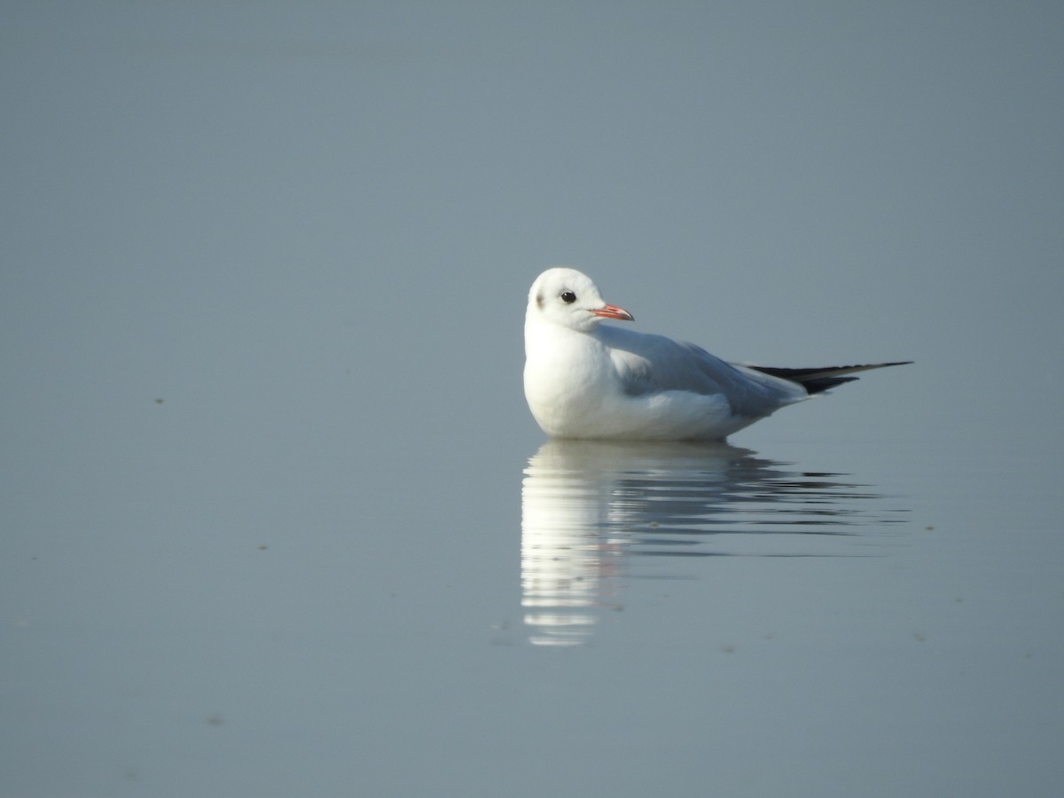 Black-headed Gull - ML157664281