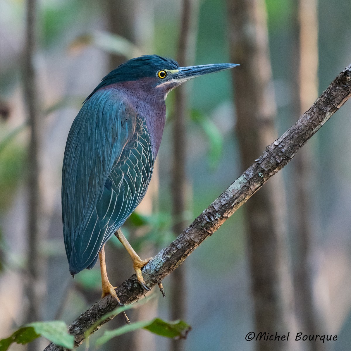 Green Heron - ML157664571