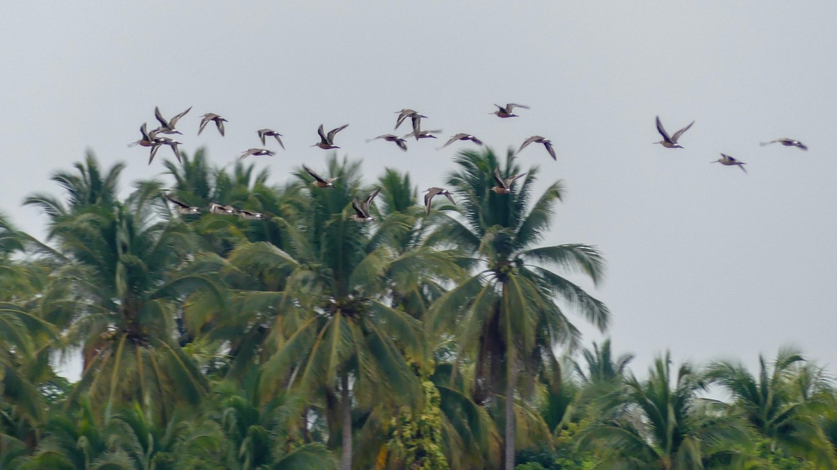 Hudsonian Godwit - ML157665101