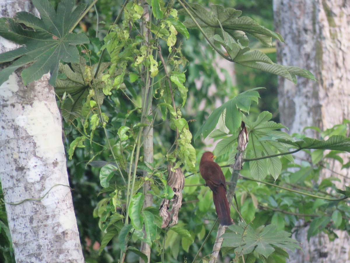 Little Cuckoo - ML157665961