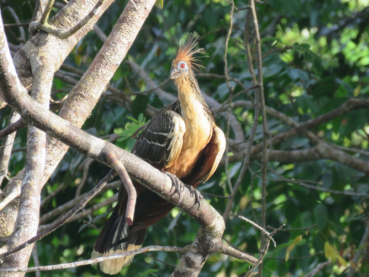 Hoatzin - Jorge Alcalá