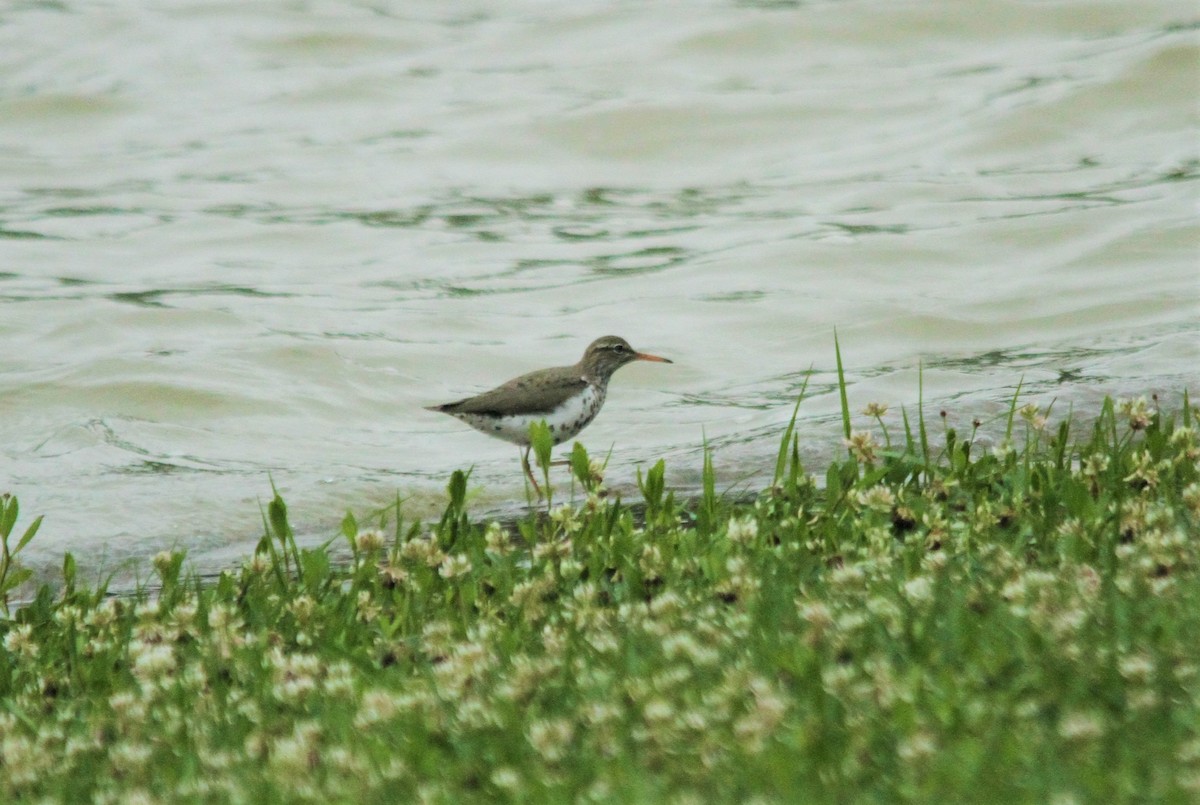 Spotted Sandpiper - ML157666531