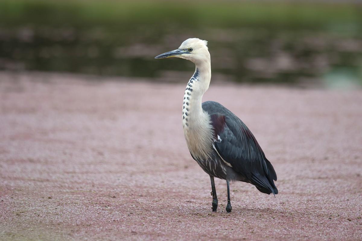 Pacific Heron - ML157666601