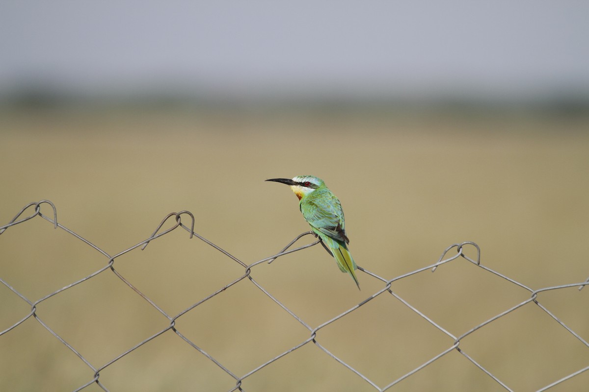 Blue-cheeked Bee-eater - ML157666891