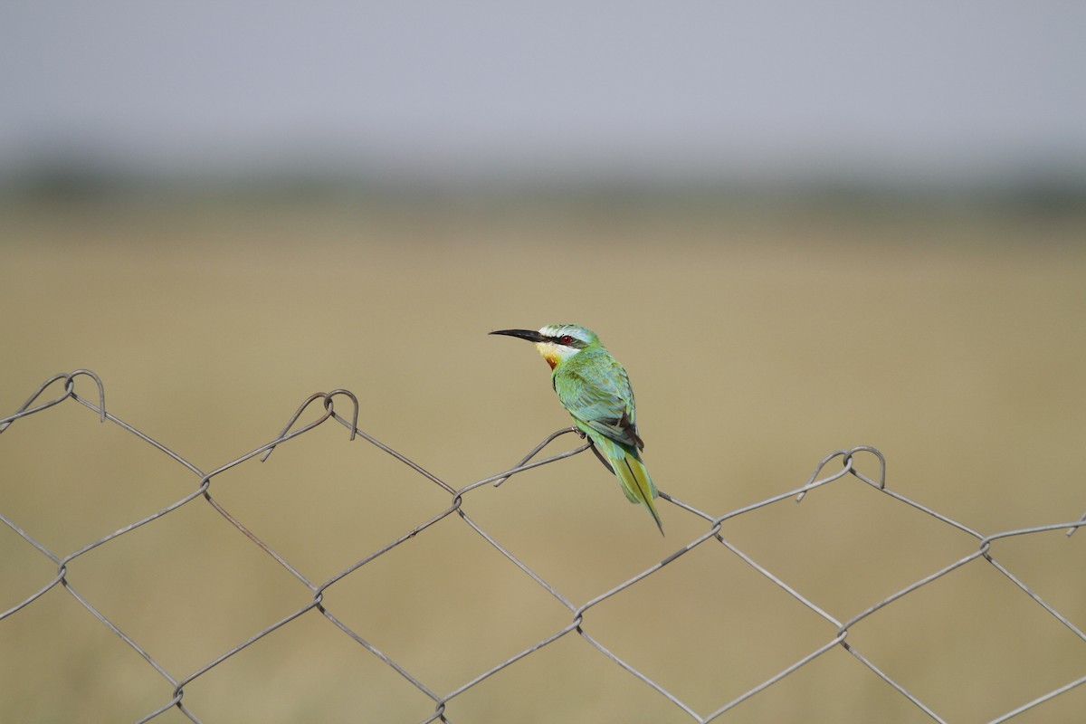 Blue-cheeked Bee-eater - ANAND PRASAD