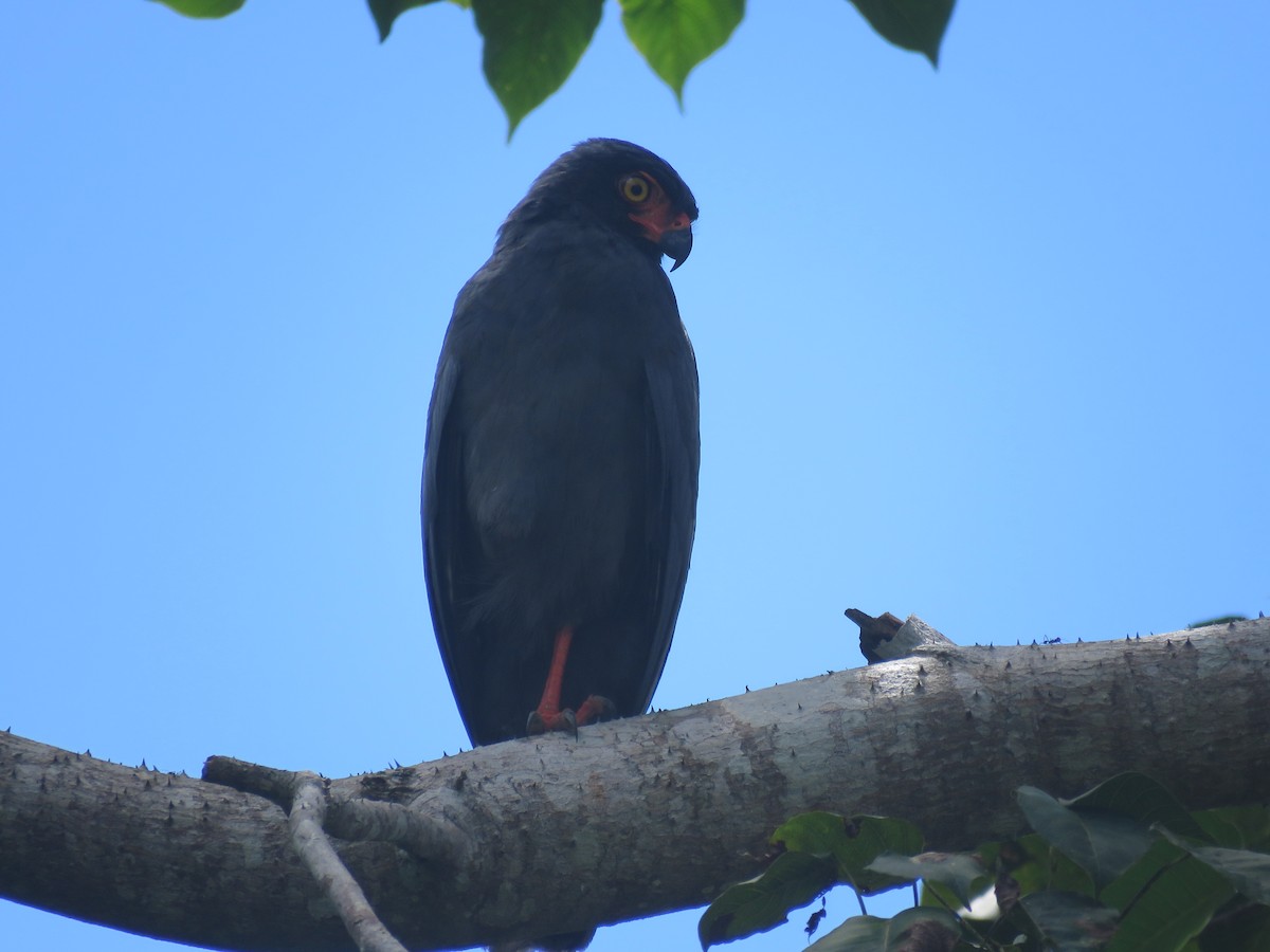 Slate-colored Hawk - Jorge Alcalá