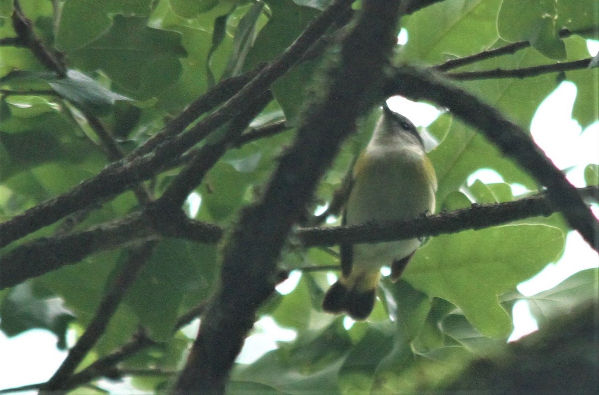 American Redstart - ML157667501