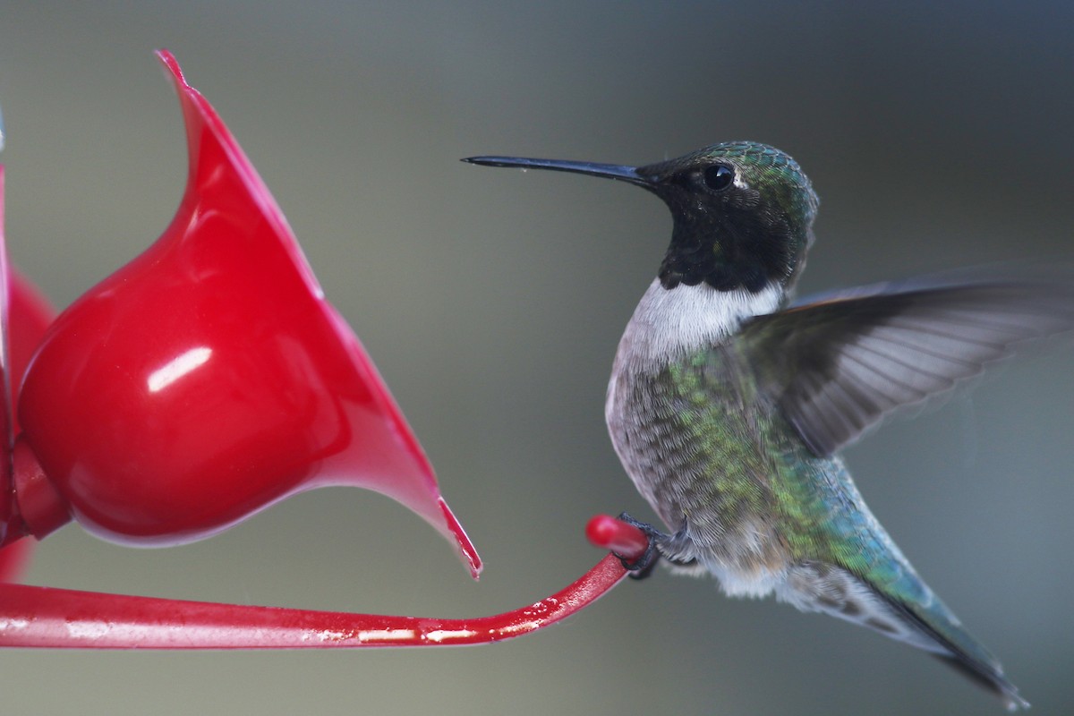 Colibri à gorge noire - ML157669571