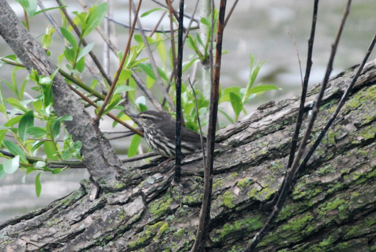 Northern Waterthrush - ML157670251