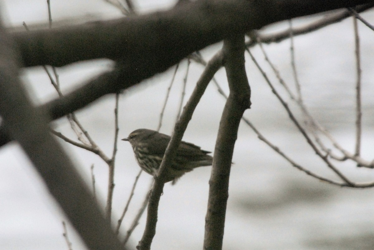 Northern Waterthrush - ML157670311