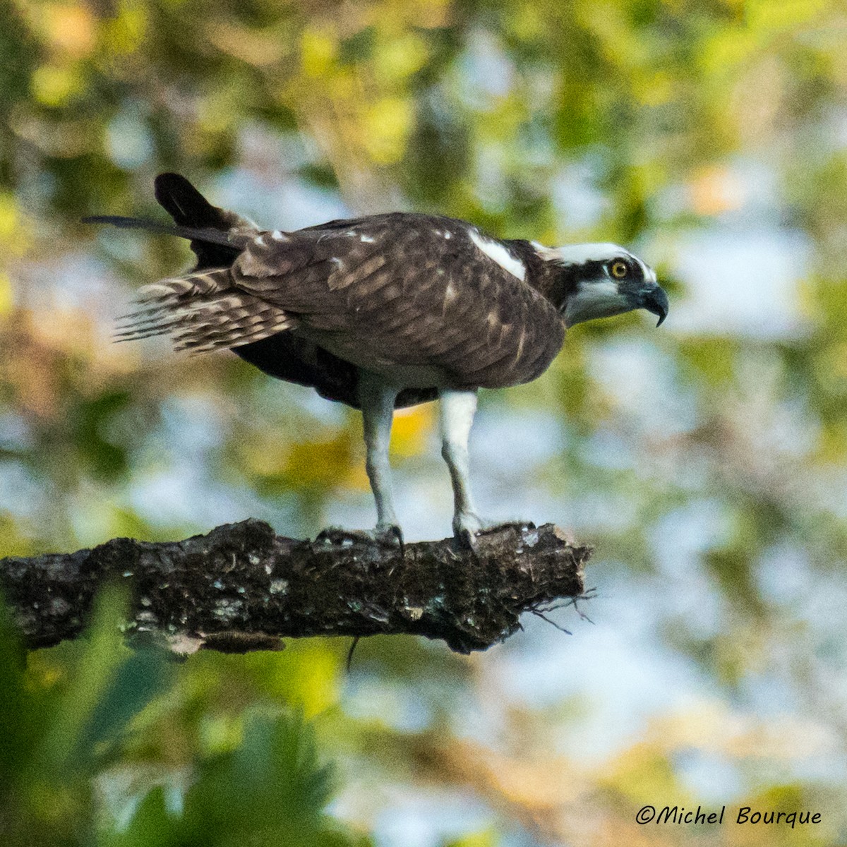 Águila Pescadora - ML157670391