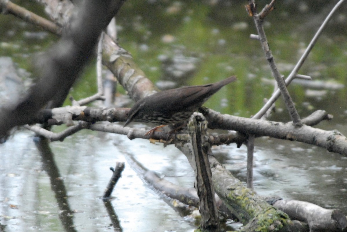 Northern Waterthrush - ML157670551