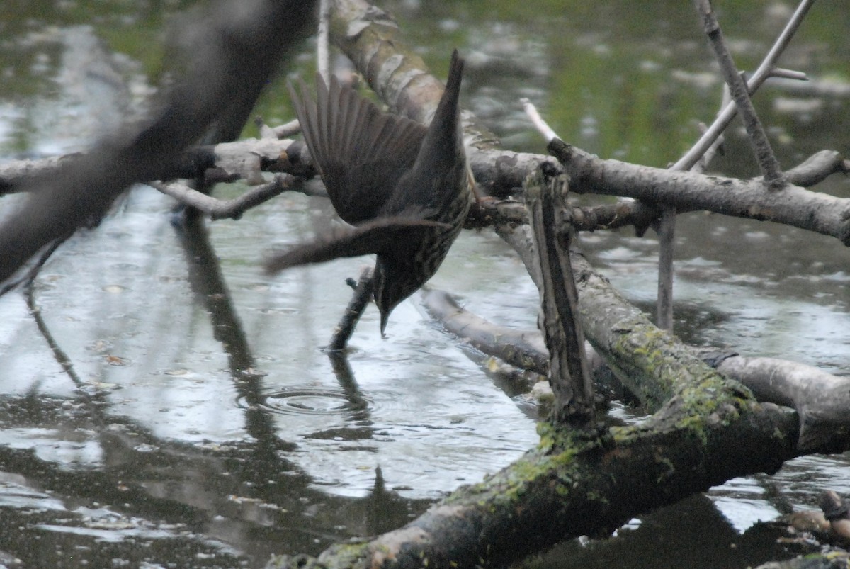 Northern Waterthrush - ML157670561