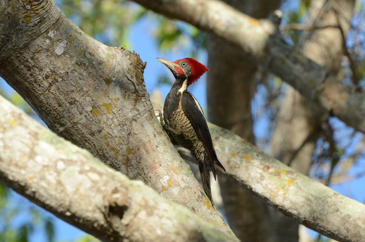 Lineated Woodpecker - ML157672201