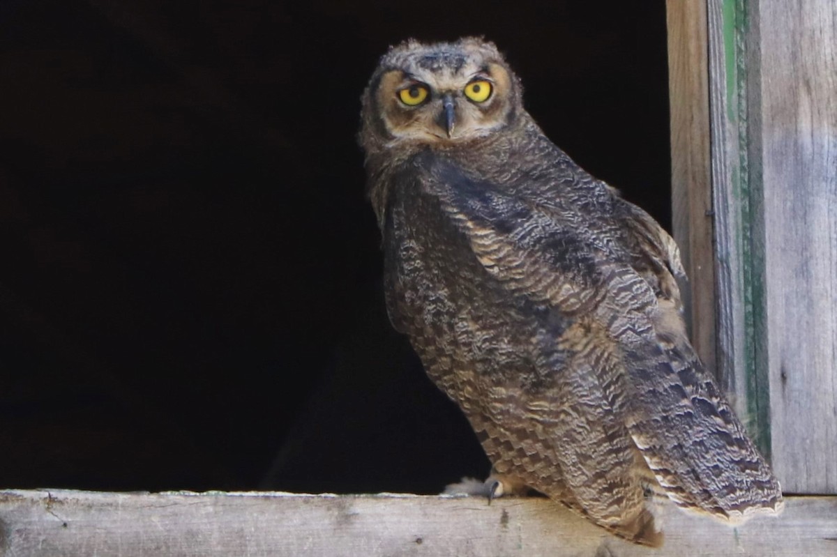 Great Horned Owl - ML157673021