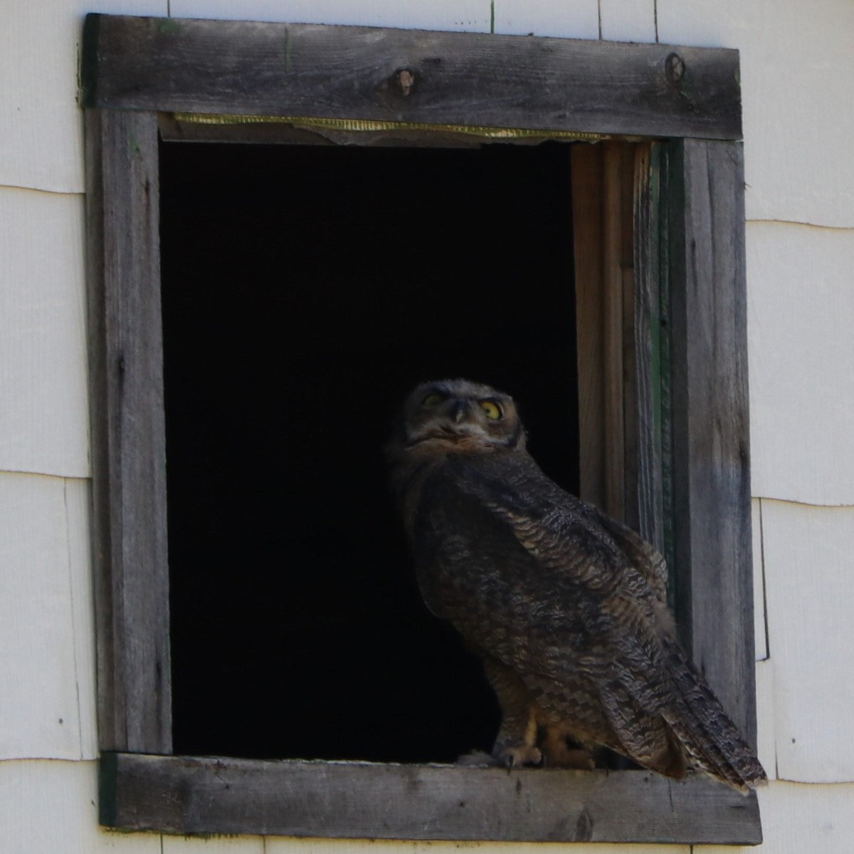 Great Horned Owl - ML157673031