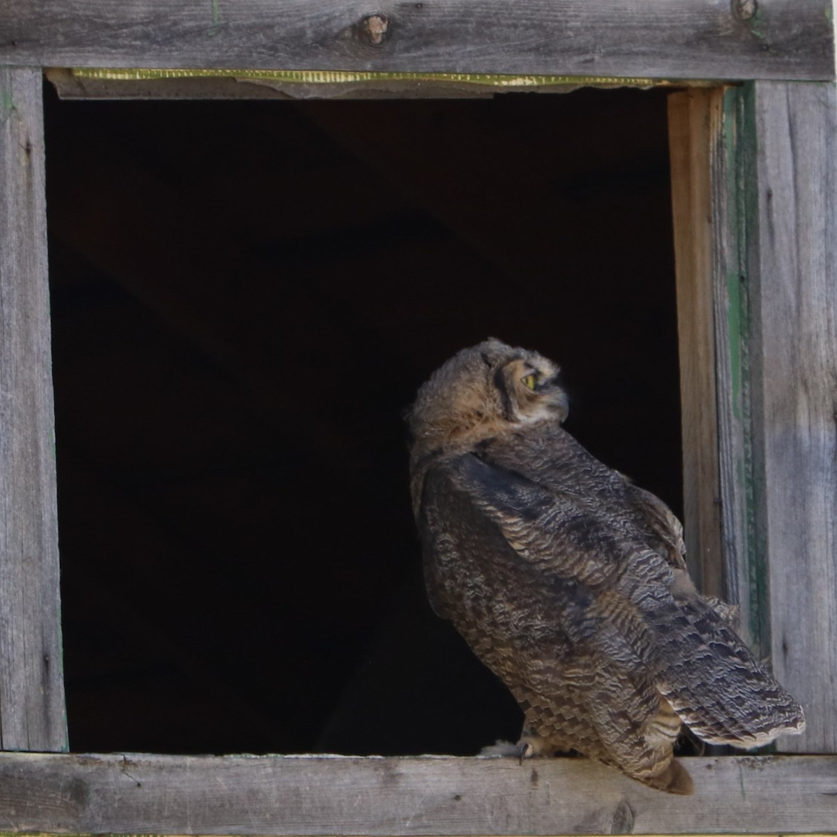 Great Horned Owl - ML157673051