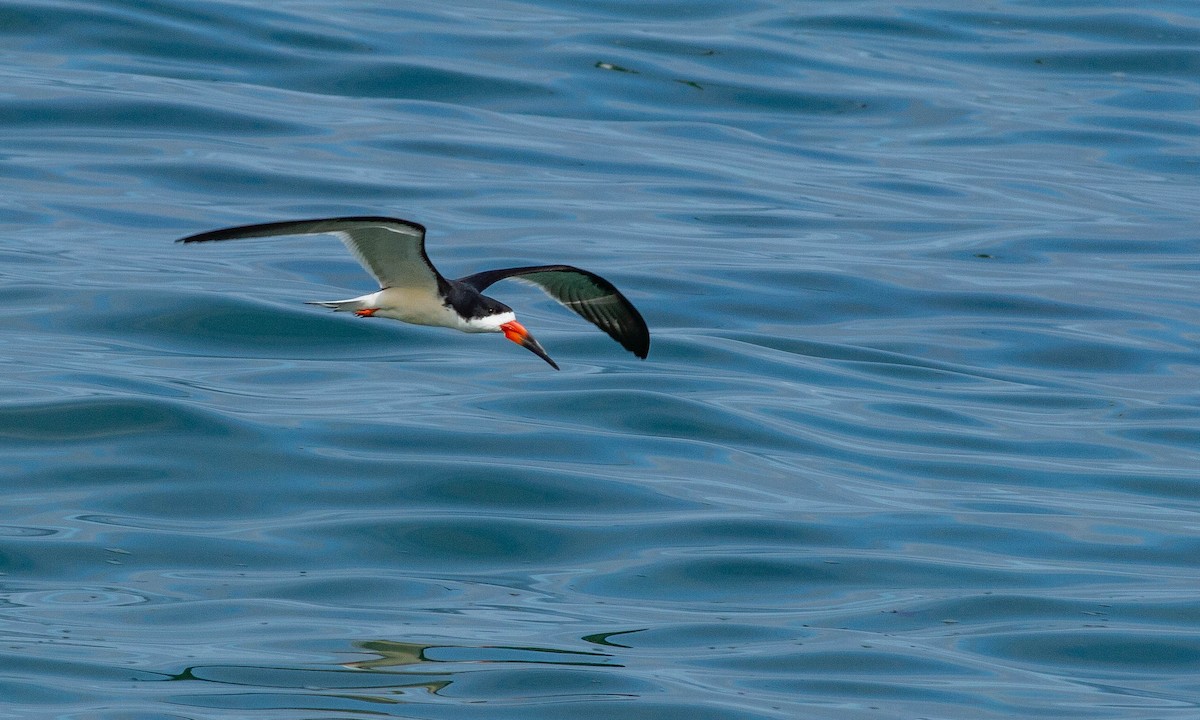 Black Skimmer - ML157676701