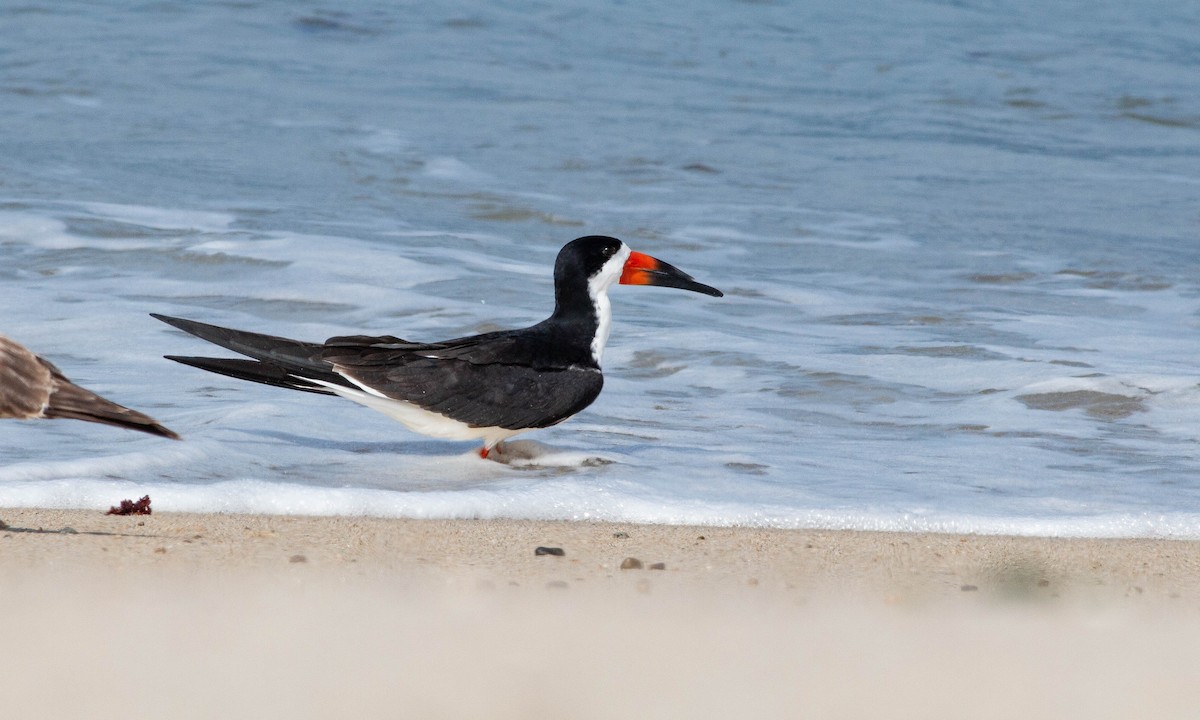 Black Skimmer - ML157676751