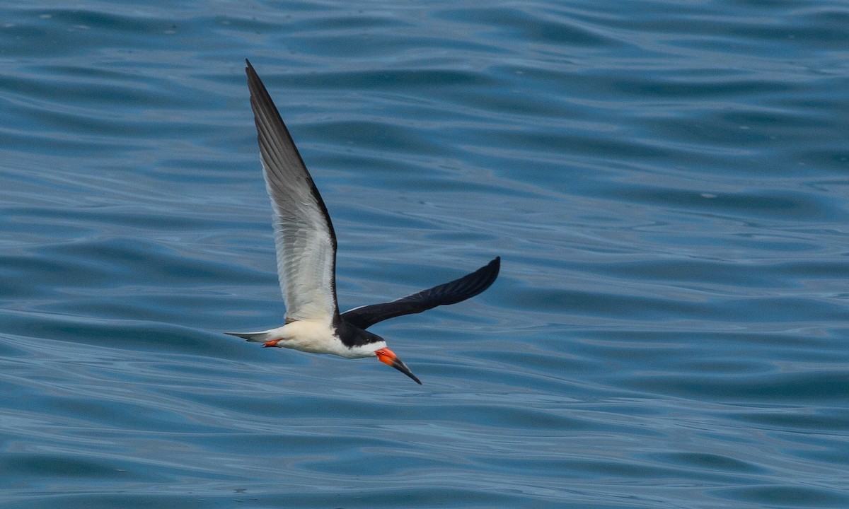 Black Skimmer - ML157676761