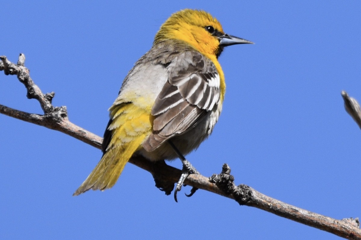 Bullock's Oriole - ML157679581