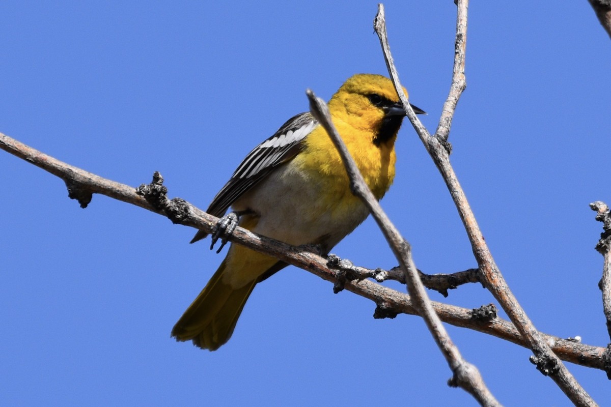 Bullock's Oriole - ML157679591