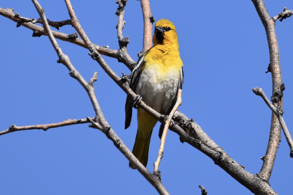 Bullock's Oriole - ML157679601
