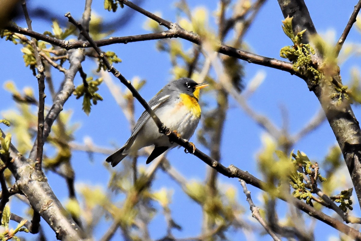 Northern Parula - ML157680311