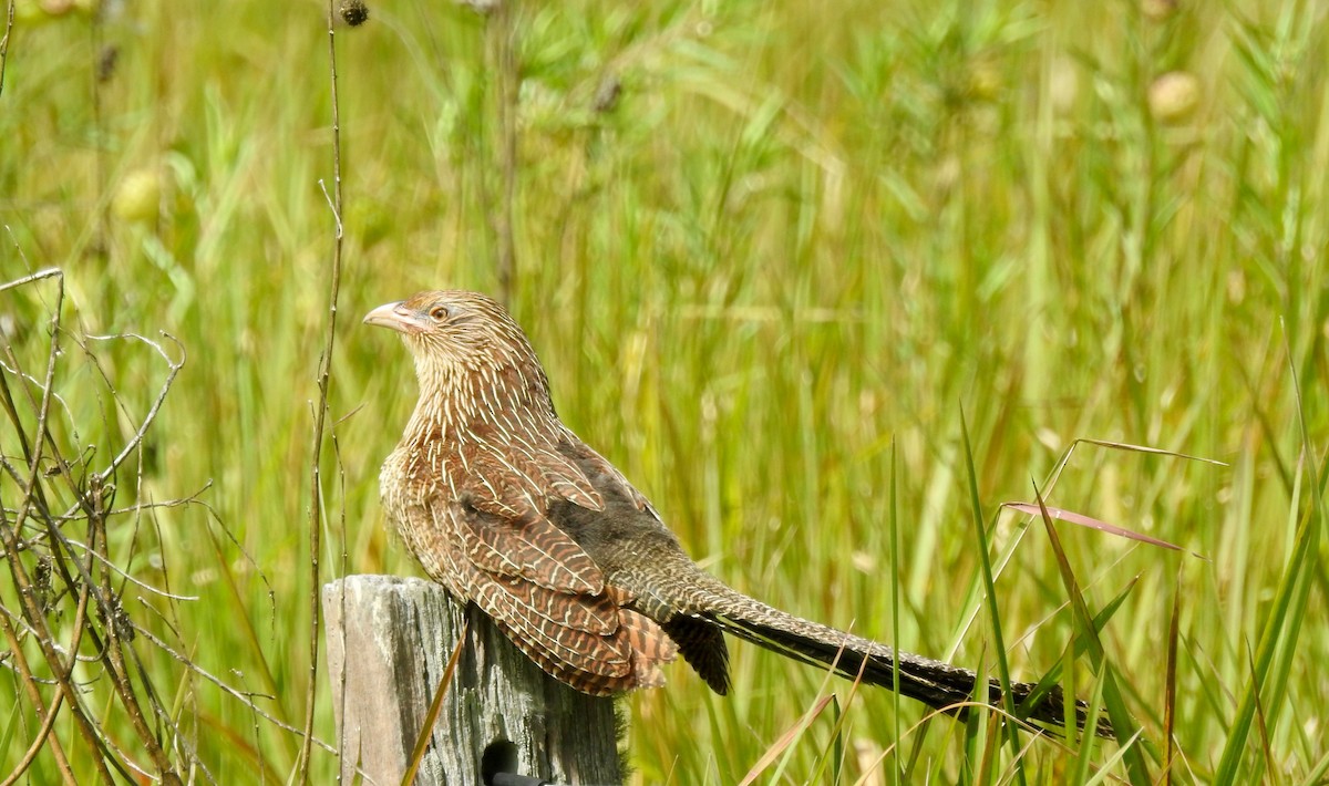 Pheasant Coucal - ML157682831