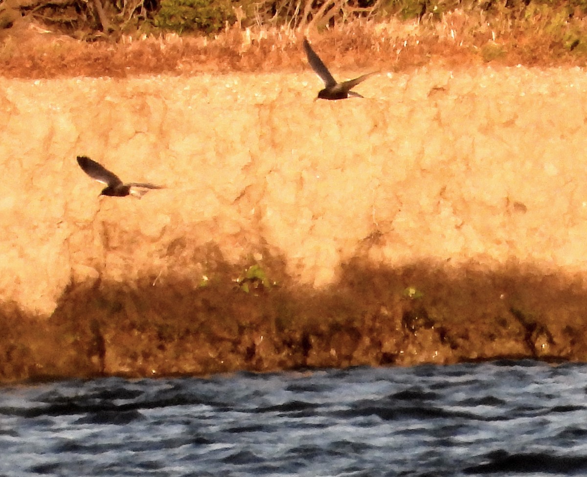 Black Tern - Srikant Char