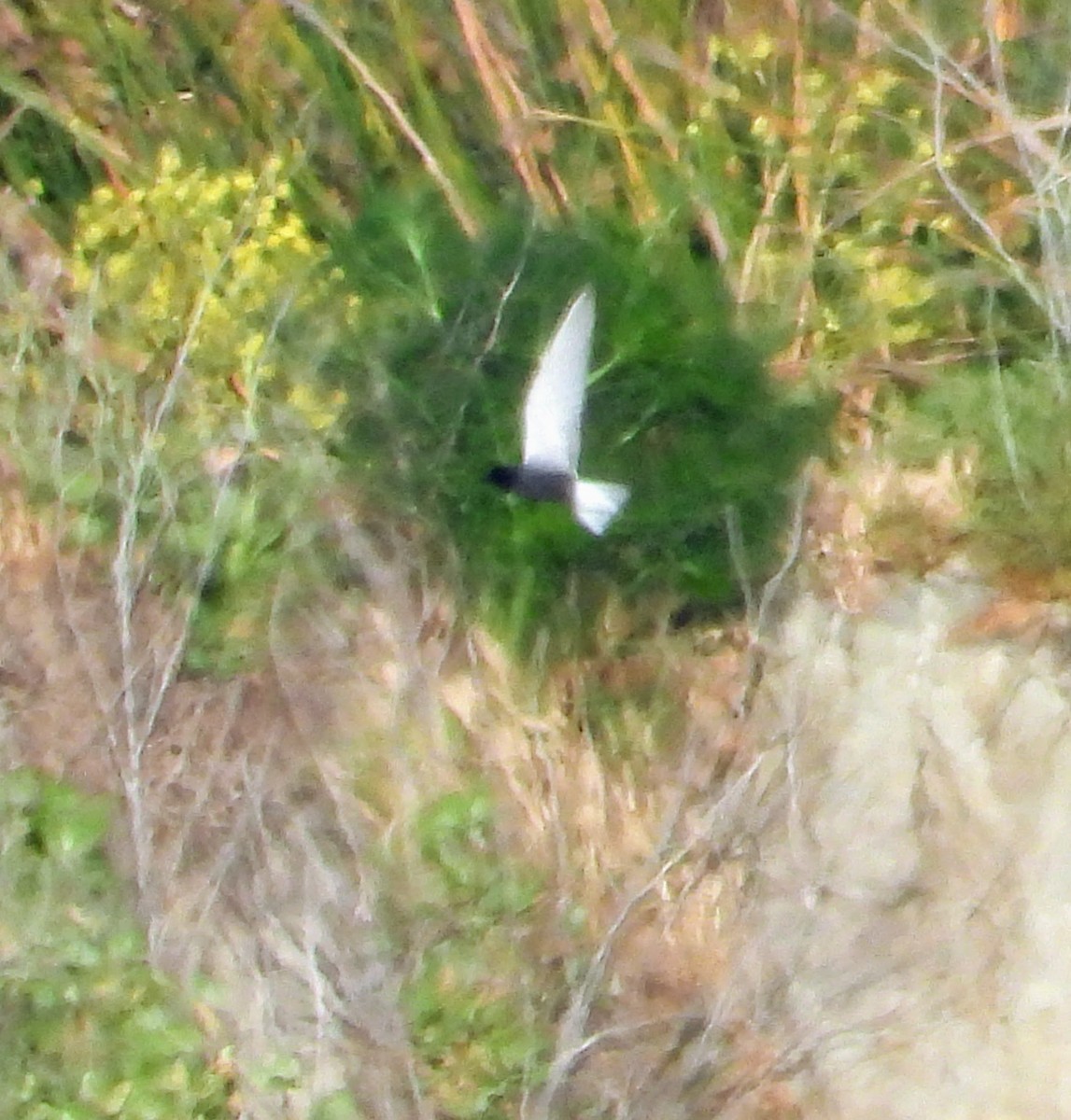 Black Tern - Srikant Char