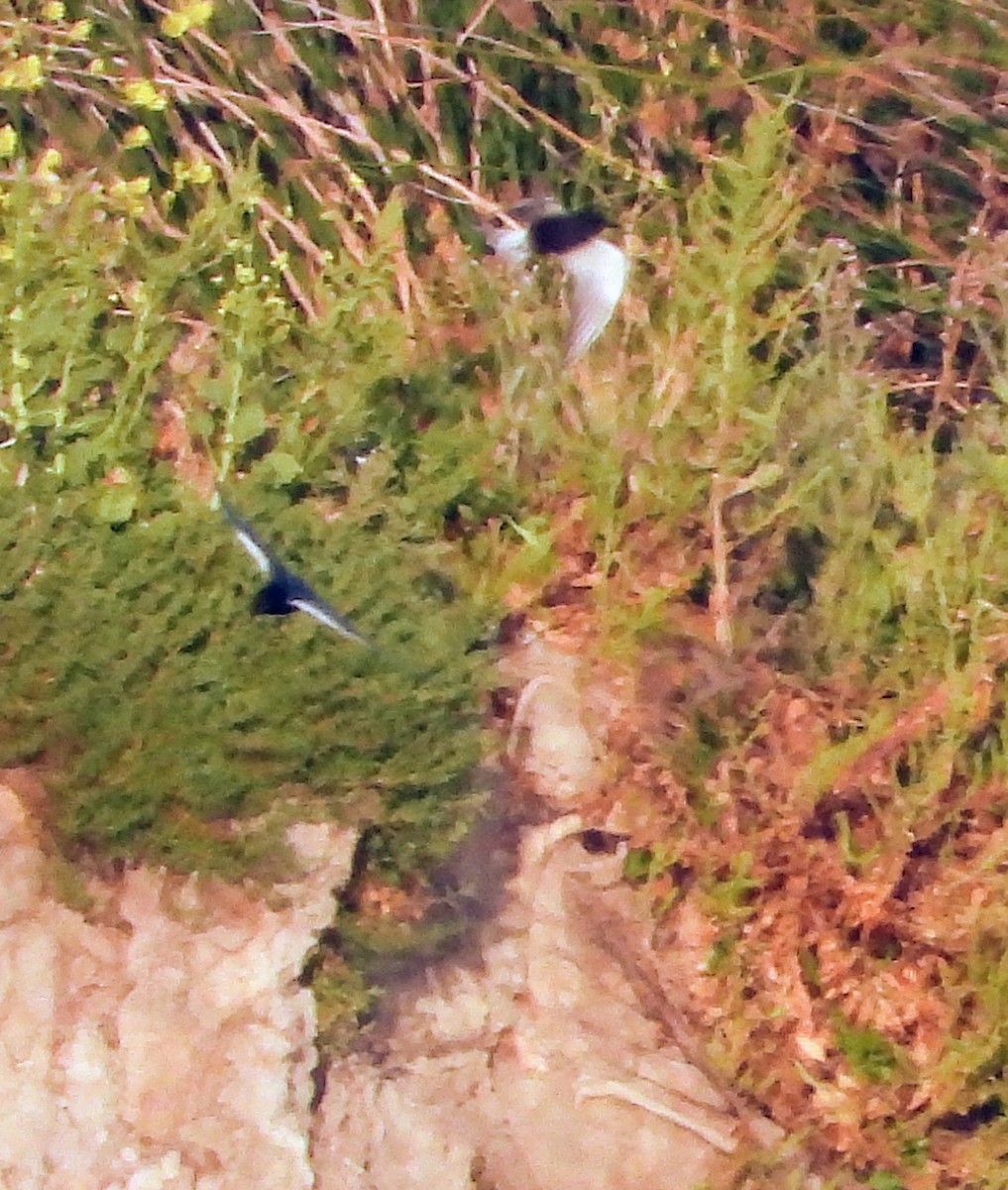 Black Tern - Srikant Char