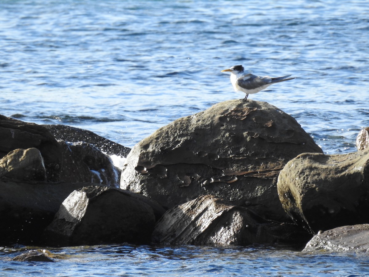 Great Crested Tern - ML157684501