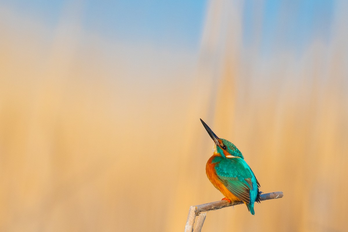 Common Kingfisher - ML157687151