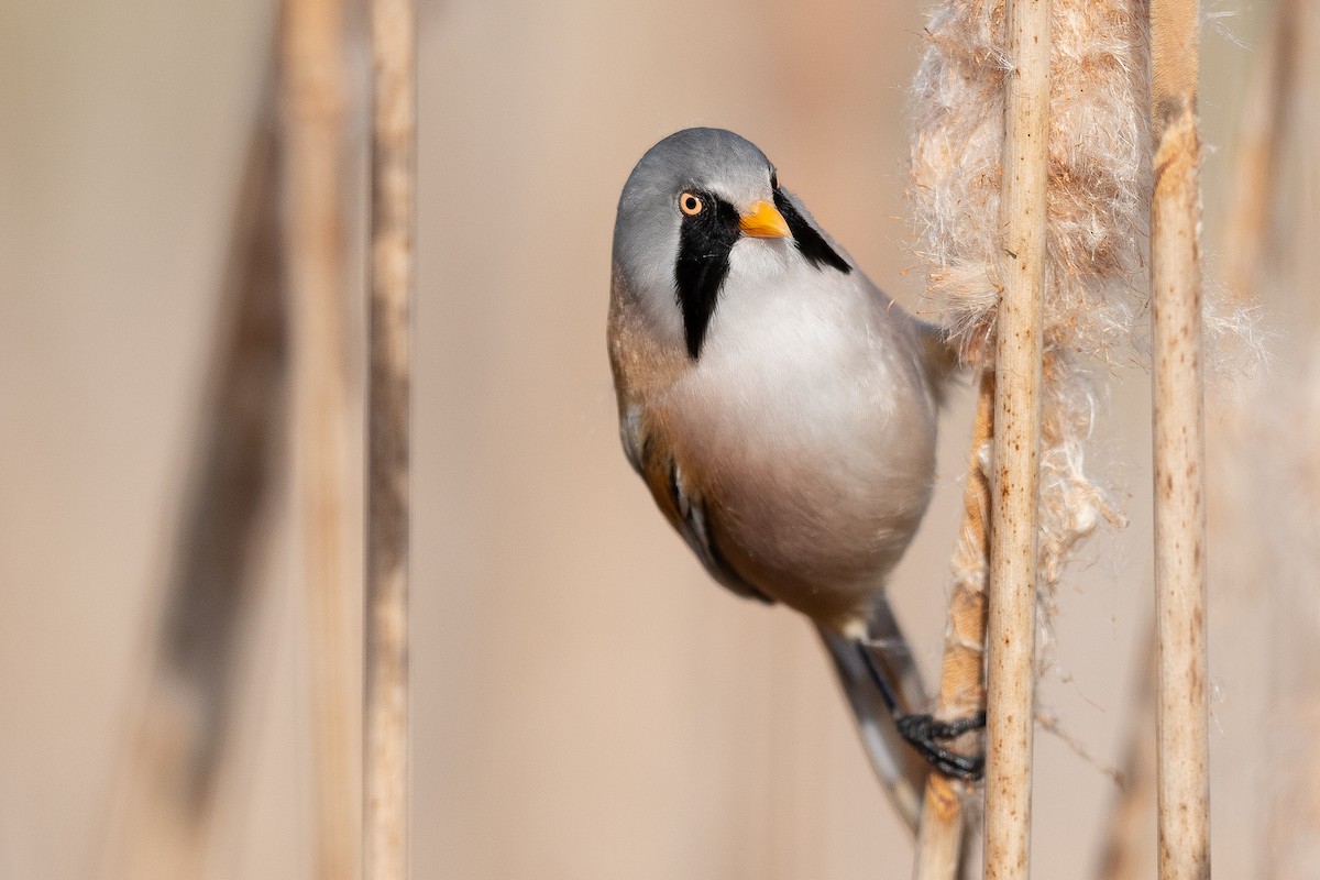 Bearded Reedling - ML157687241