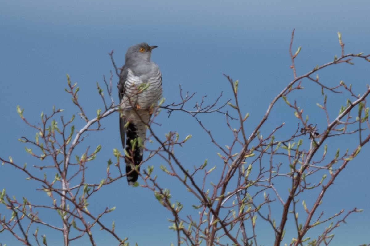 大杜鵑 - ML157687351