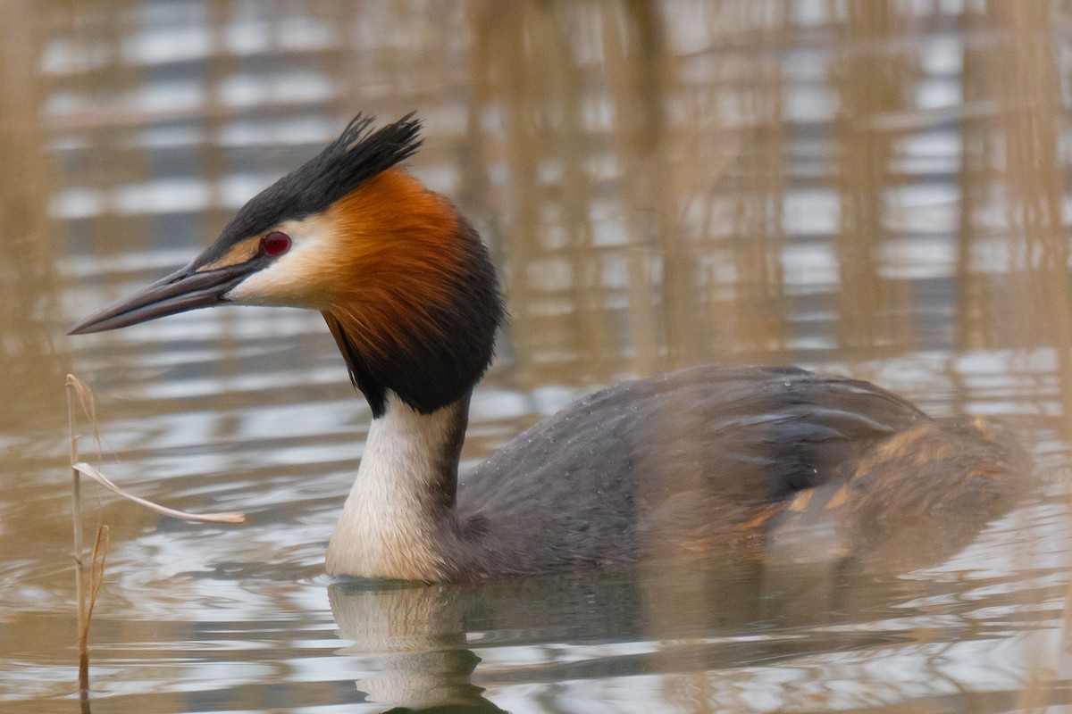 冠鸊鷉 - ML157687451