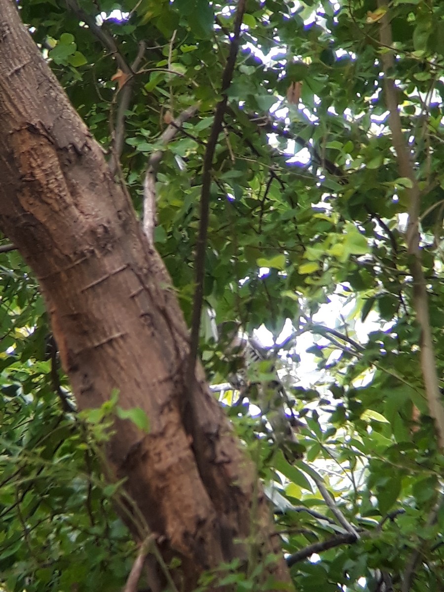 Indian Cuckoo - Vatcharavee Sriprasertsil