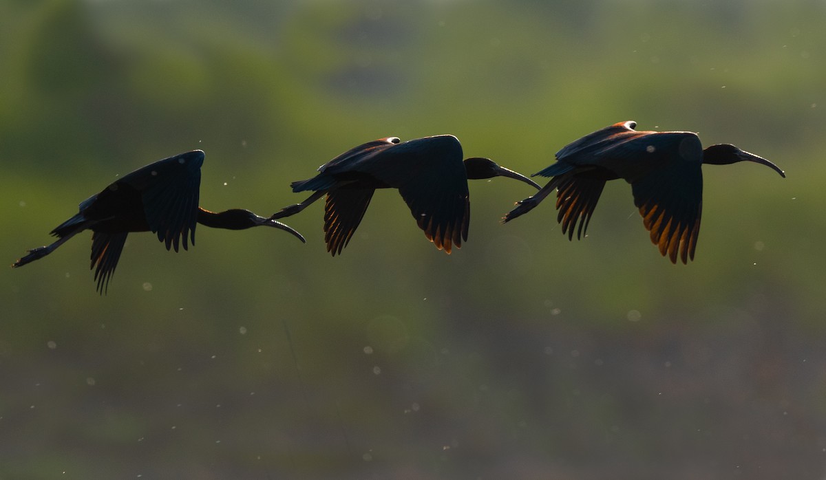 Glossy Ibis - ML157687901