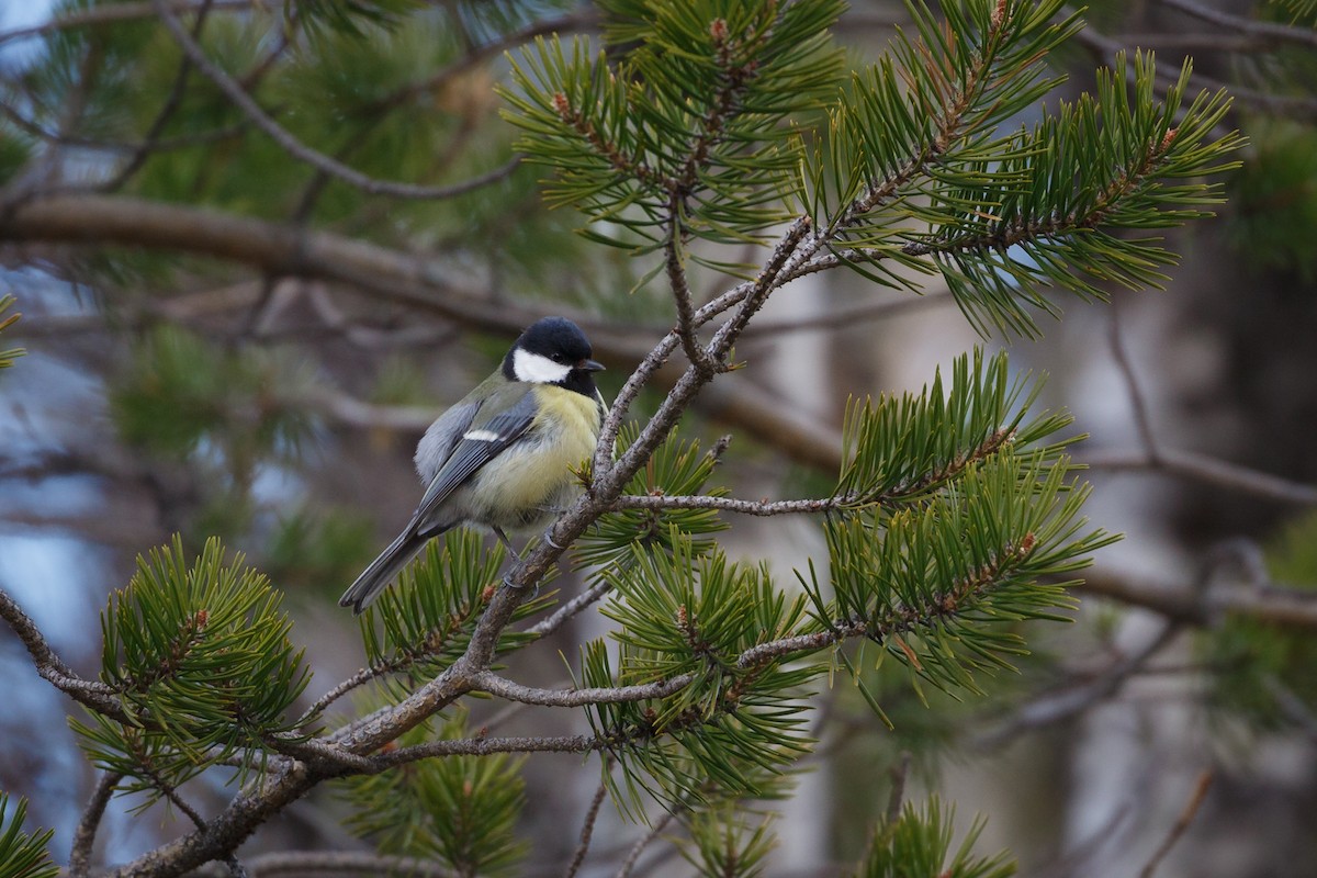 Great Tit - Anonymous