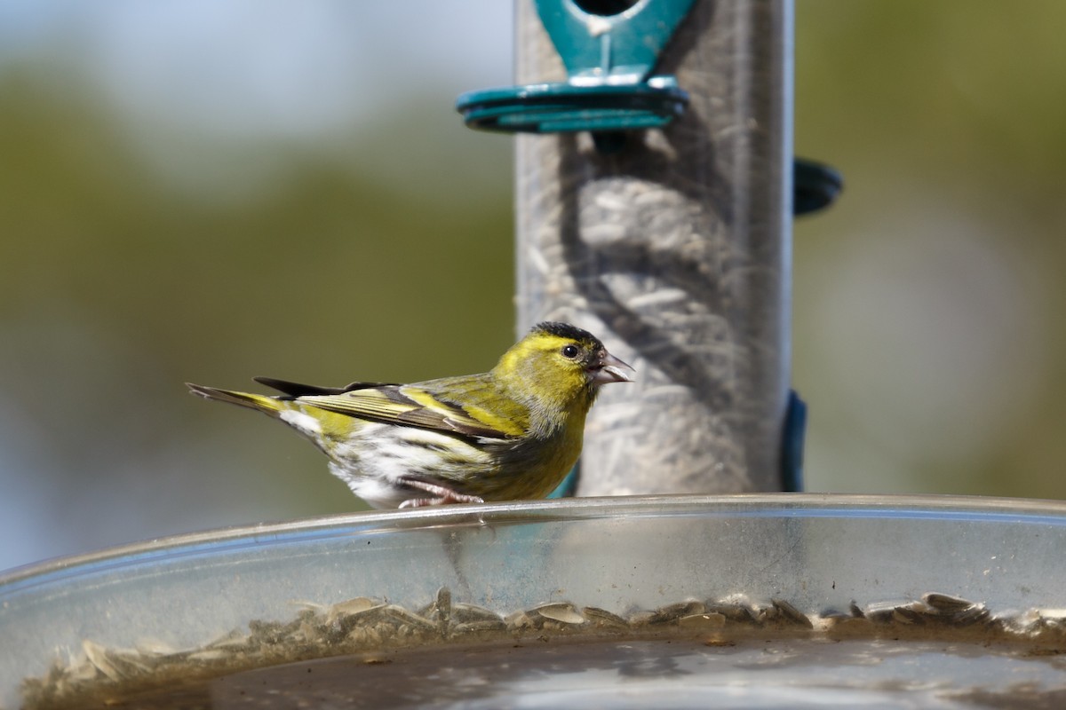 Eurasian Siskin - ML157689101