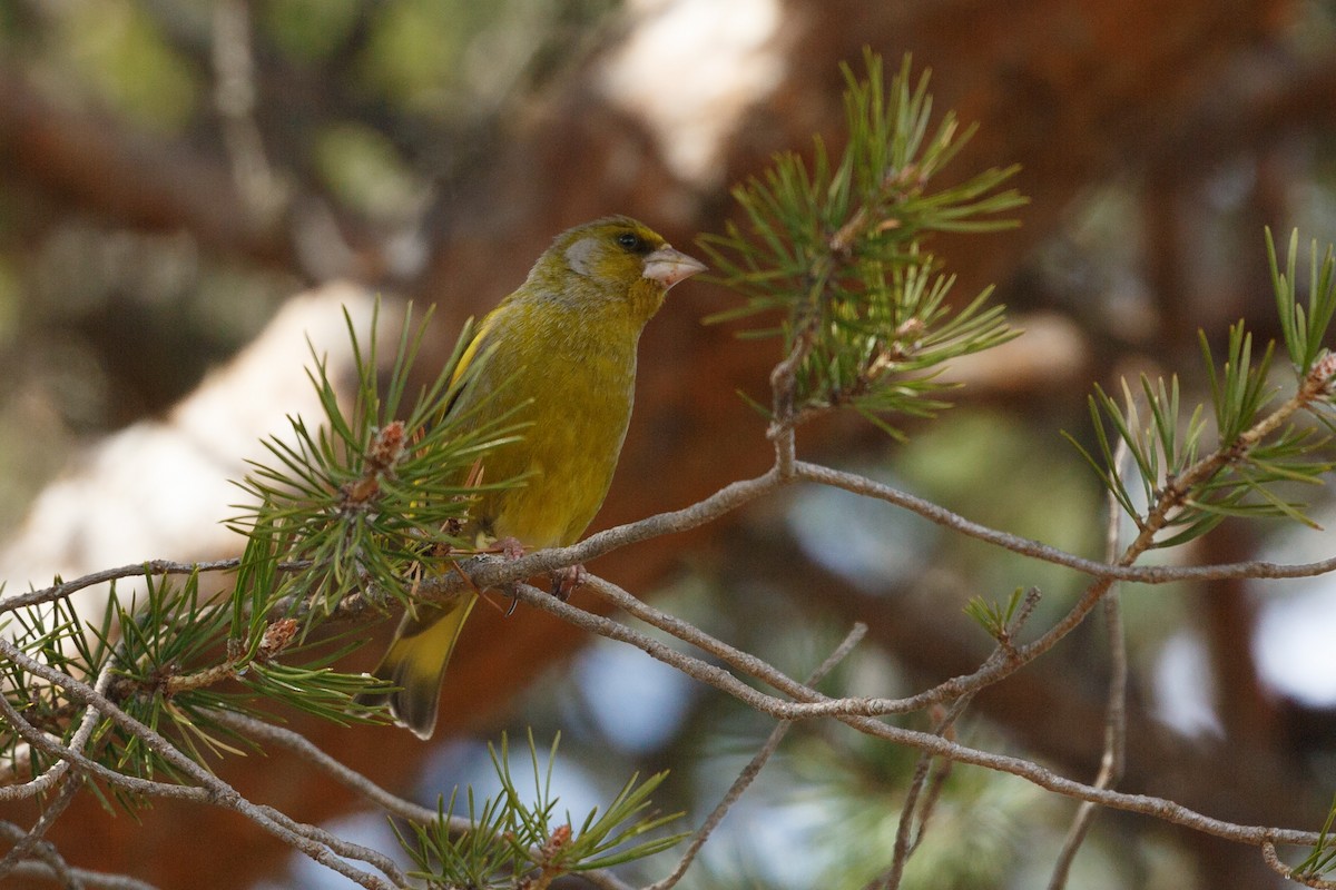 European Greenfinch - ML157689151