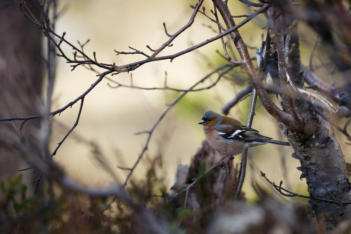 Common Chaffinch - ML157689171