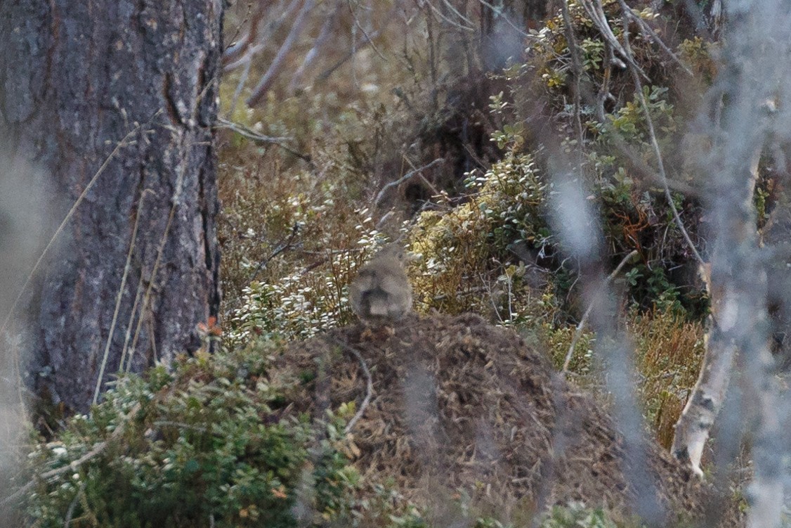 Song Thrush - Anonymous