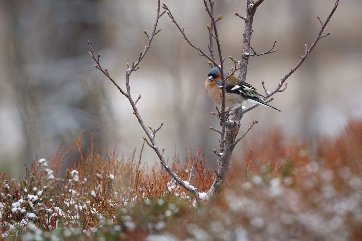 Common Chaffinch - ML157689281