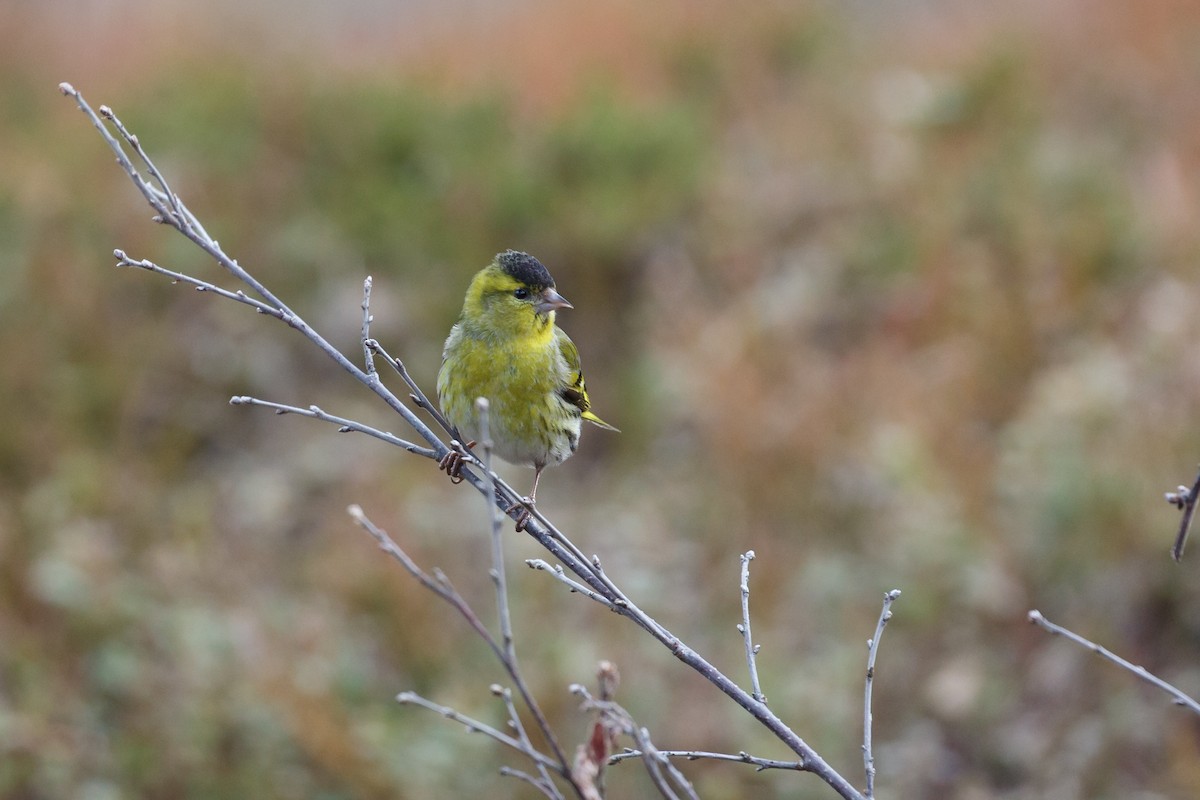 Eurasian Siskin - ML157689371